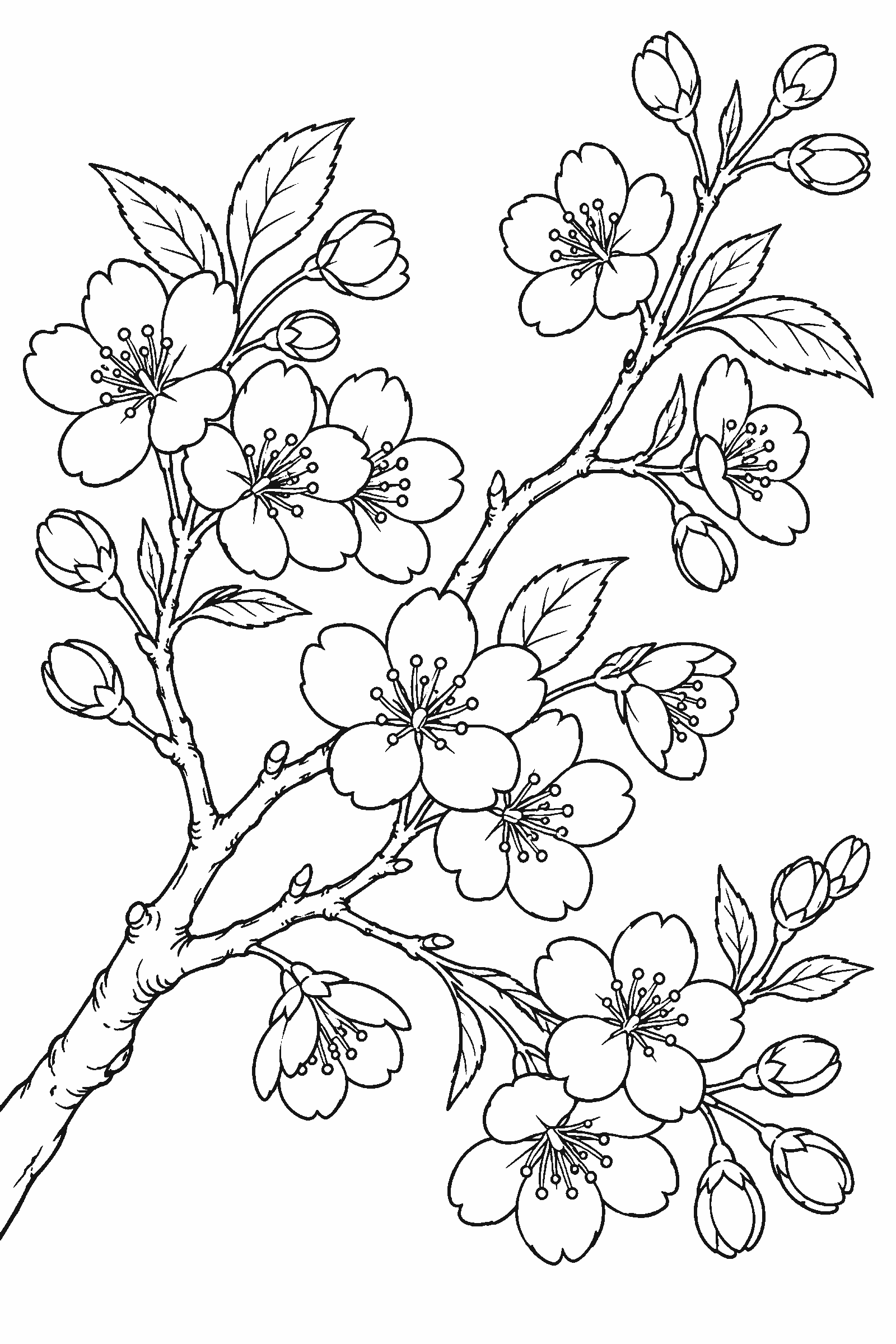 Coloring page of a cherry blossom branch